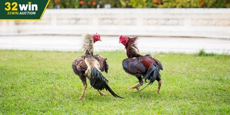Các hình thức chọi kê Mỹ mà kê thủ cần biết