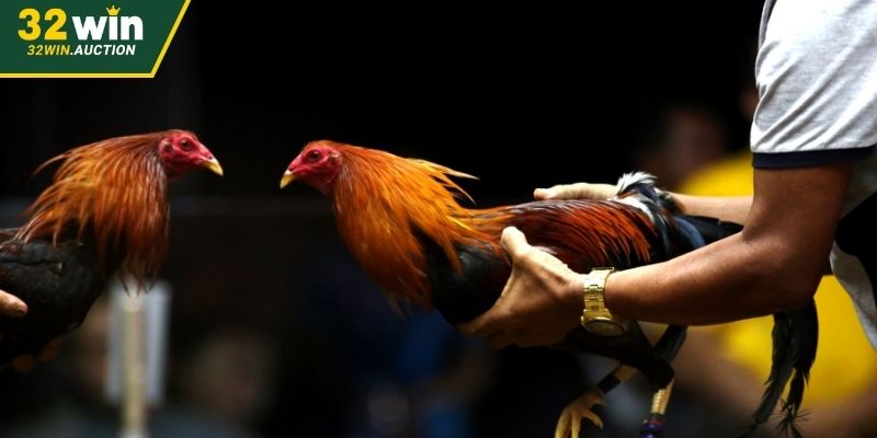 Các loại hình đá gà 32WIN đang được yêu thích