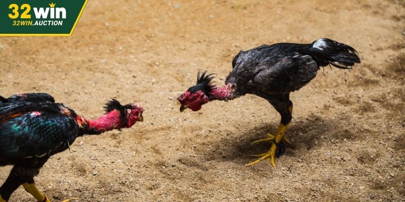 Chế độ trả thưởng rõ ràng,nhanh chóng