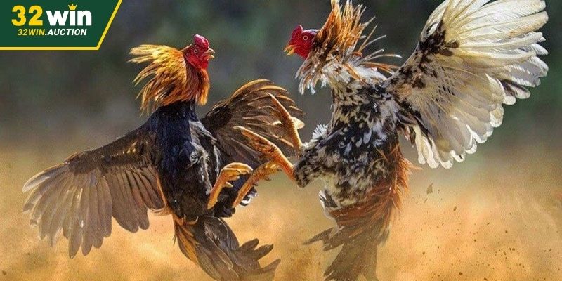 Đá gà 88 kịch tính cho trải nghiệm lôi cuốn