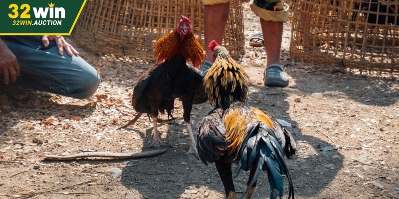 Đá gà cựa dao hiện đại thu hút hội viên