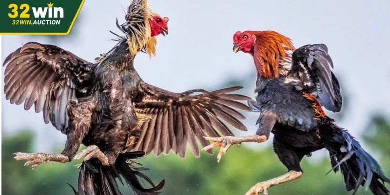 Luật chọi kê ban hành chặt chẽ
