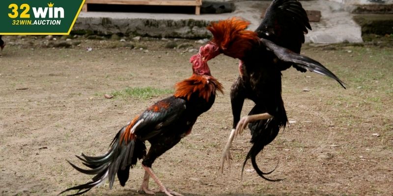 Một vài nét chính về sảnh đá gà 32WIN