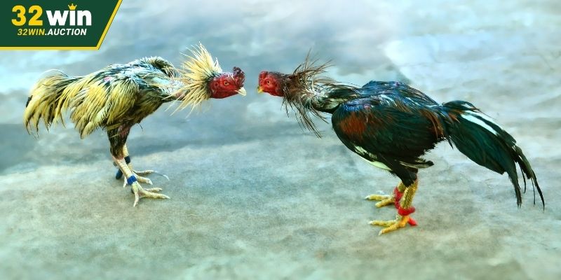Nhà cái phát sóng hàng trăm trận mỗi ngày