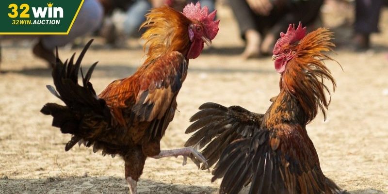 Thông tin cơ bản về trực tiếp gà Mỹ