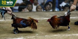 Trực Tiếp Gà Mỹ